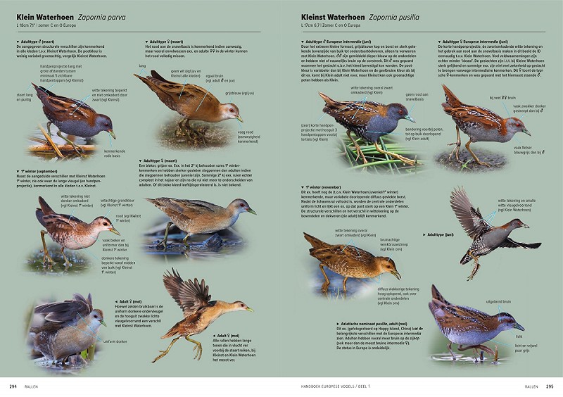 Handboek Europese Vogels Dutch Birding